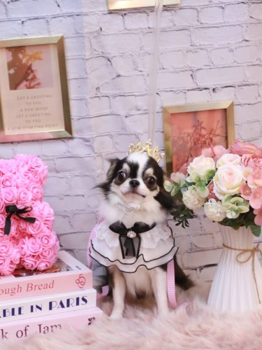 20251112はなまるちゃん