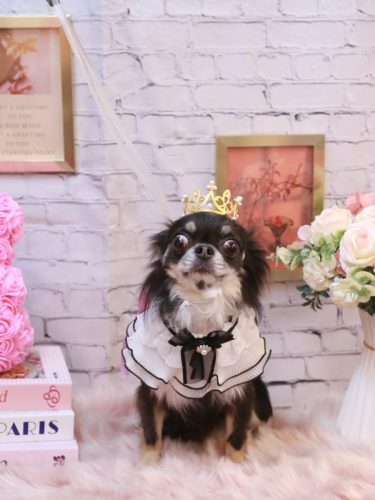 20251112らんまるちゃん