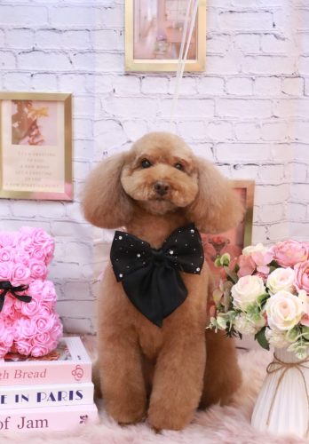 20251113まろんちゃん