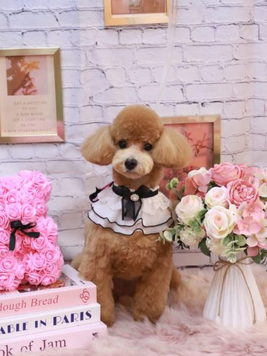 20251113むぎちゃん