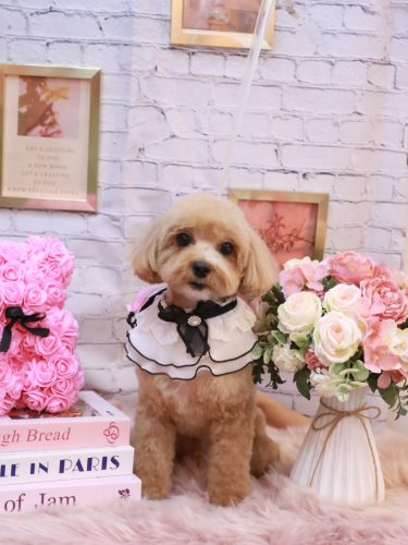 20251113シナモンくん