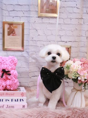 20251113チャイくん