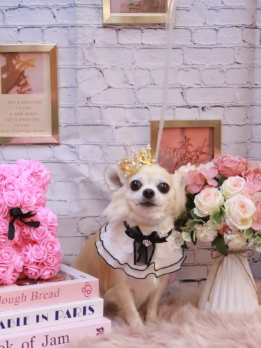 20251113ミルクちゃん