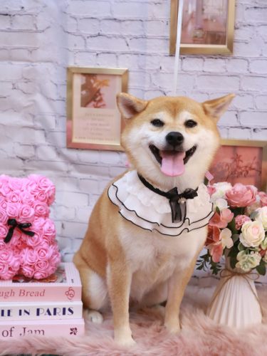 20251114はなちゃん