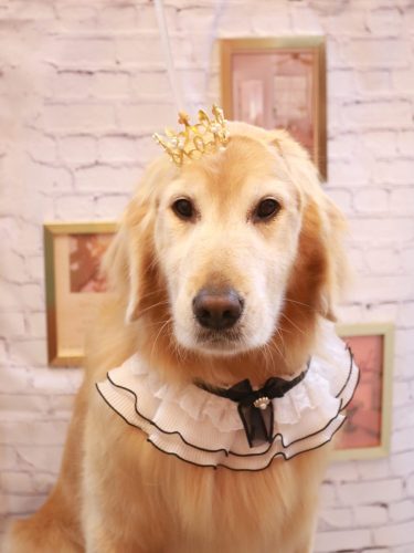 20251114アネラちゃん