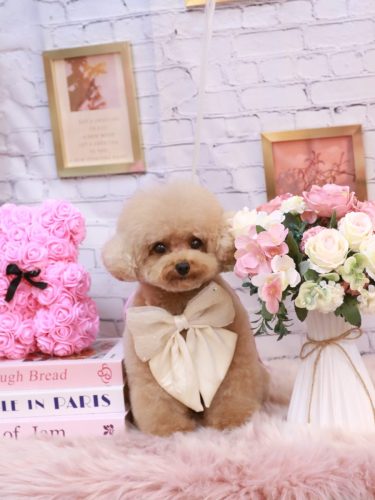 20251114ラブちゃん