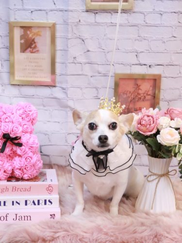 20251114うにちゃん