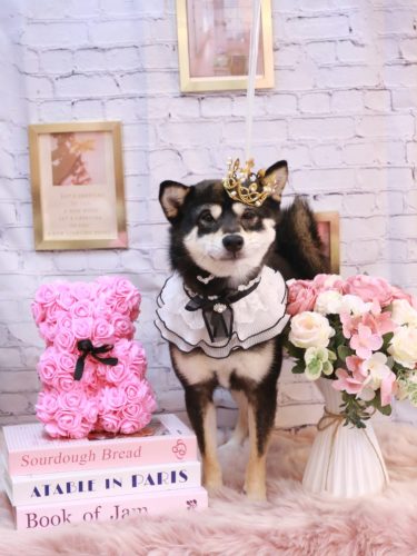 20251114むさしくん