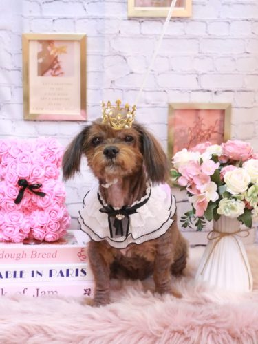 20251114あずきちゃん