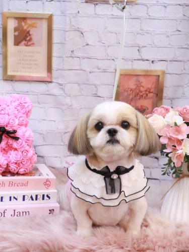 20251114カンタくん