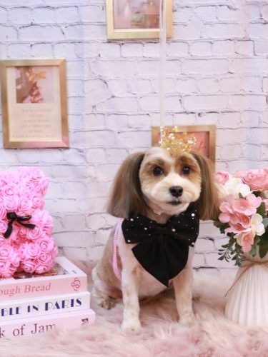 20251114メイちゃん