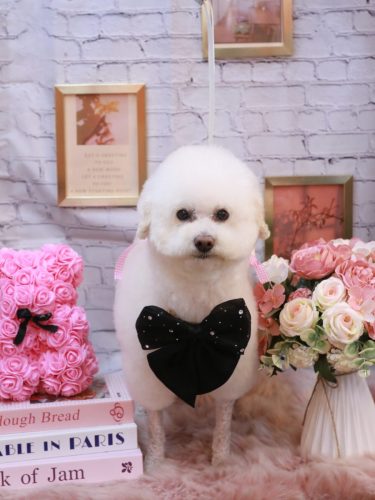 20251115MAPLEちゃん