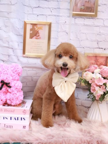 20251115バディくん