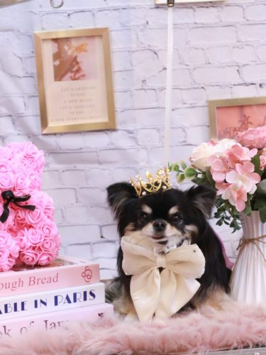 20251115プリンちゃん