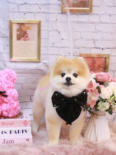 20251115モコくん