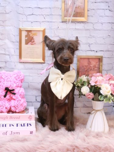 20251116コットンくん