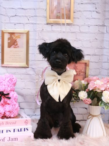 20251116レアくん