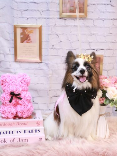 20251116マリーちゃん