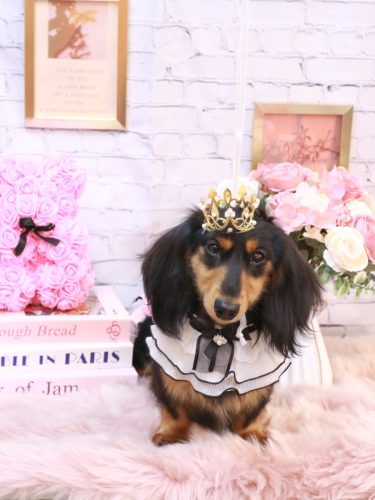 20251116カロくん