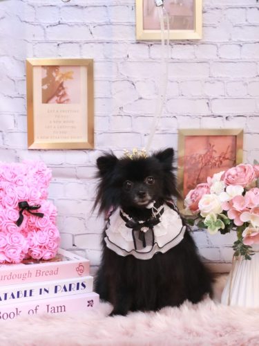 20251116まめくん