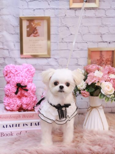 20251116ぷぷちゃん