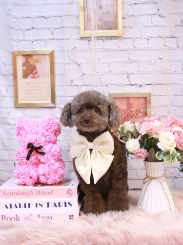 20251116モカくん