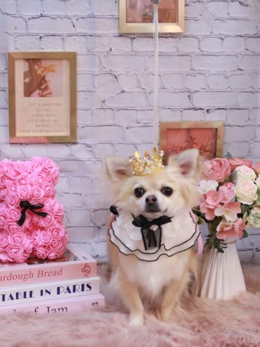 20251116とわくん