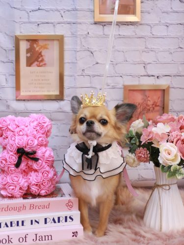 20251116れおくん