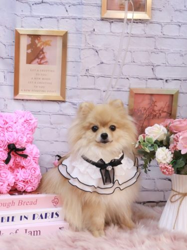 20251116アッシュくん