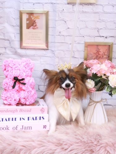 20251119ラナちゃん