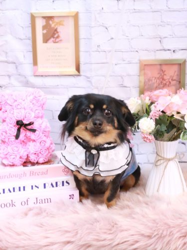 20251119のあくん