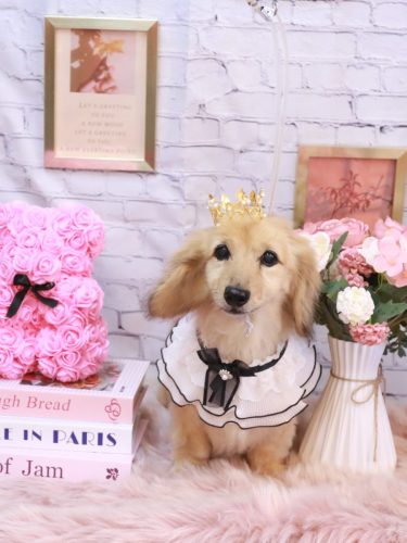 20251119ここあちゃん