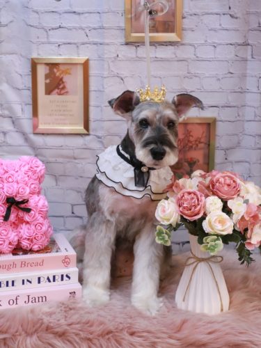 20251119小鉄くん