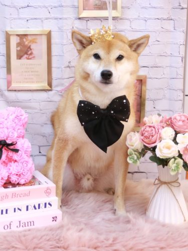 20251119シュウくん