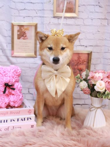 20251119リンちゃん