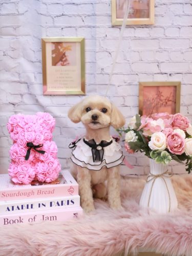 20251119ショコラくん