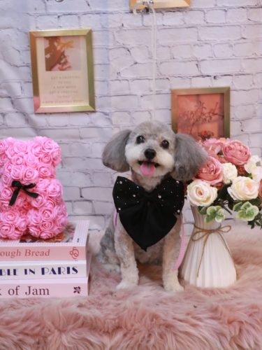 20251119チップちゃん