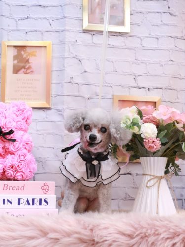 20251119サージュちゃん