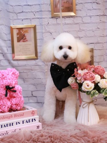 20251119ポンくん