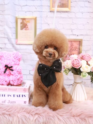 20251119こじろうくん