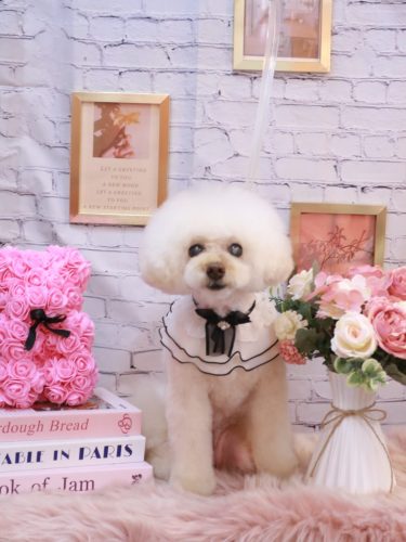 20251119ピッピちゃん