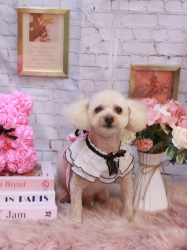 20251120もものすけくん