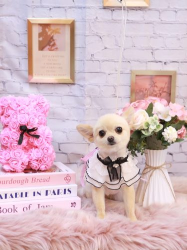 20251120チョコちゃん