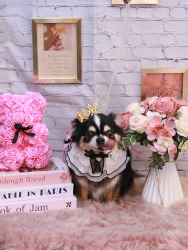 20251120ごまくん