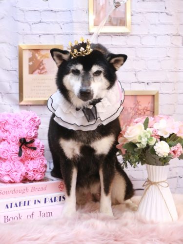 20251120ひめちゃん