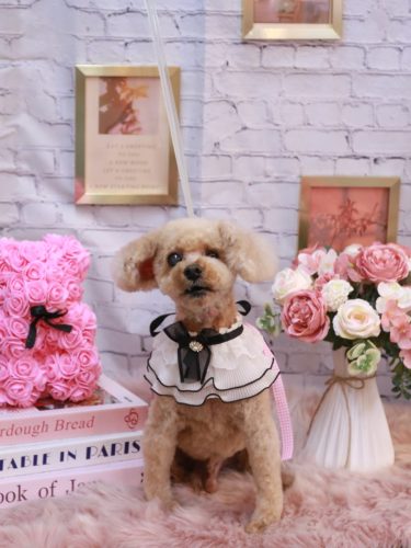 20251120クッキーくん