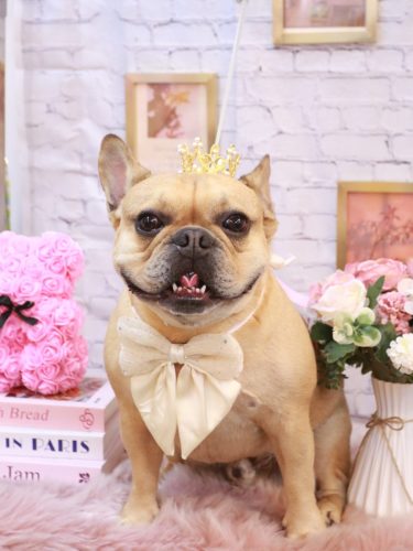 20251120力也くん