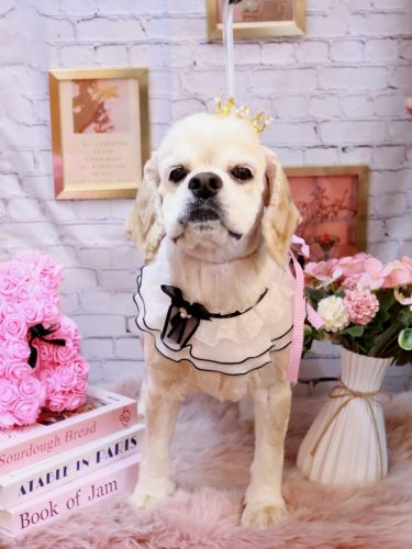 20251121ルーカスくん