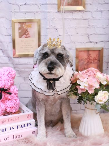 20251121ディアくん