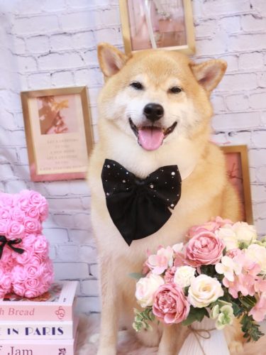 20251121こまくん